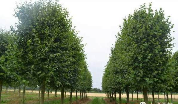 仙客来有小飞虫怎么办 养仙客来需要注意什么