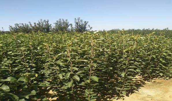 花盆土浇水后几天干为好 盆栽花浇水的时候用什么方法最好