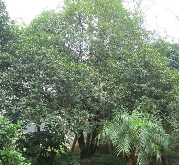 百日草种植时间 百日草的种植方法和注意事项