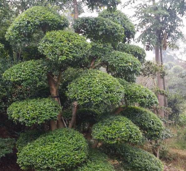 东北四季开花的花卉 花卉公司名称