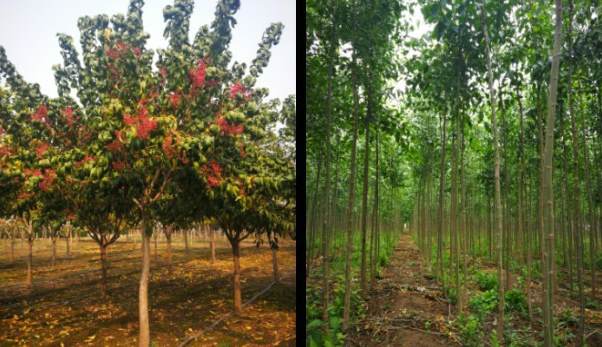 杜鹃开花期间怎样浇水施肥 花卉施肥用什么肥料