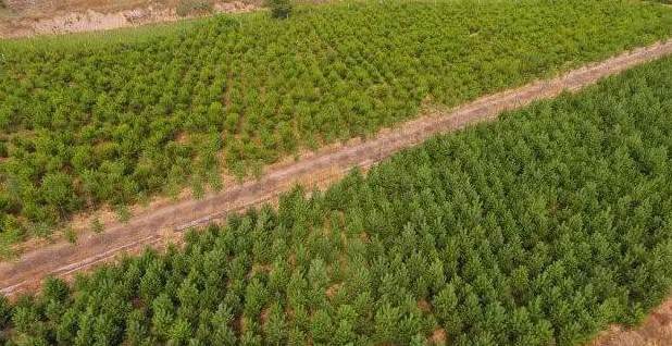 幸运草如何种植方法 幸运草适合在室内养吗