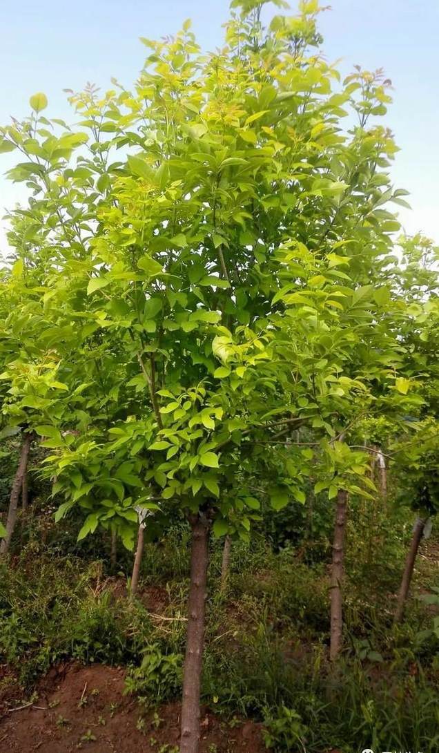 养花用什么土最好 种花用哪种土壤最合适