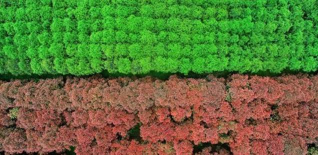 庭院花草树木实景图 庭院小花园设计指南