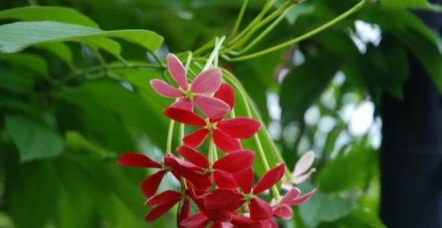适合室内盆栽的花卉 客厅摆什么绿植好看又好养
