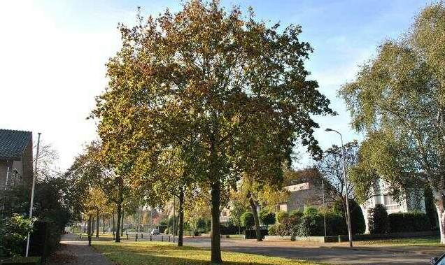 景观绿化方案汇报点评 做小区景观绿化年总结方案