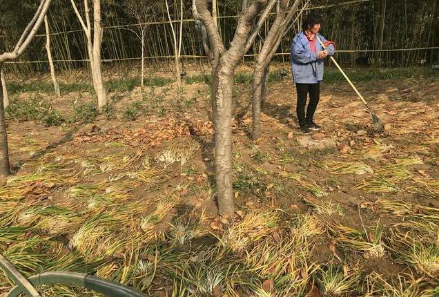 花卉租赁属于什么费用 花卉租赁价目表