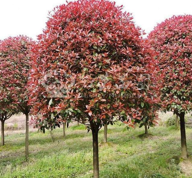 水花和水痘是一样的吗 水竹对人体有什么好处