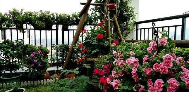 长叶子盆栽植物图片 一种全是小叶子的盆栽