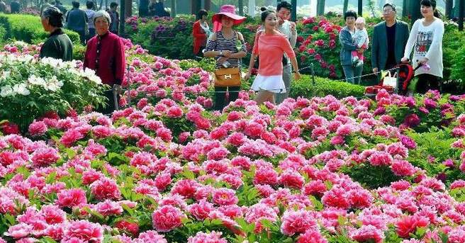 草坪适合种植在什么地方 哪种草适合做家庭草坪