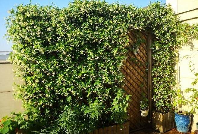 怎么知道挖的是腐叶土 什么是腐叶土