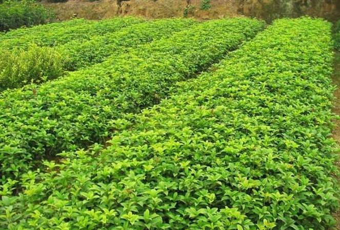 最适合家庭养殖的绿植花卉排行榜 家里适合养什么花好,怎样摆放