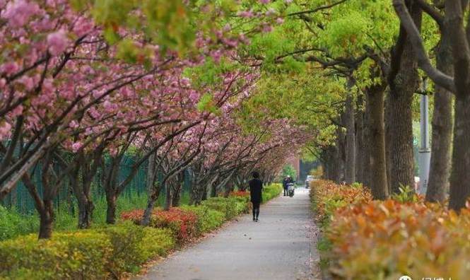 去甲醛10大植物高手563阅读 室内植物有哪些好养