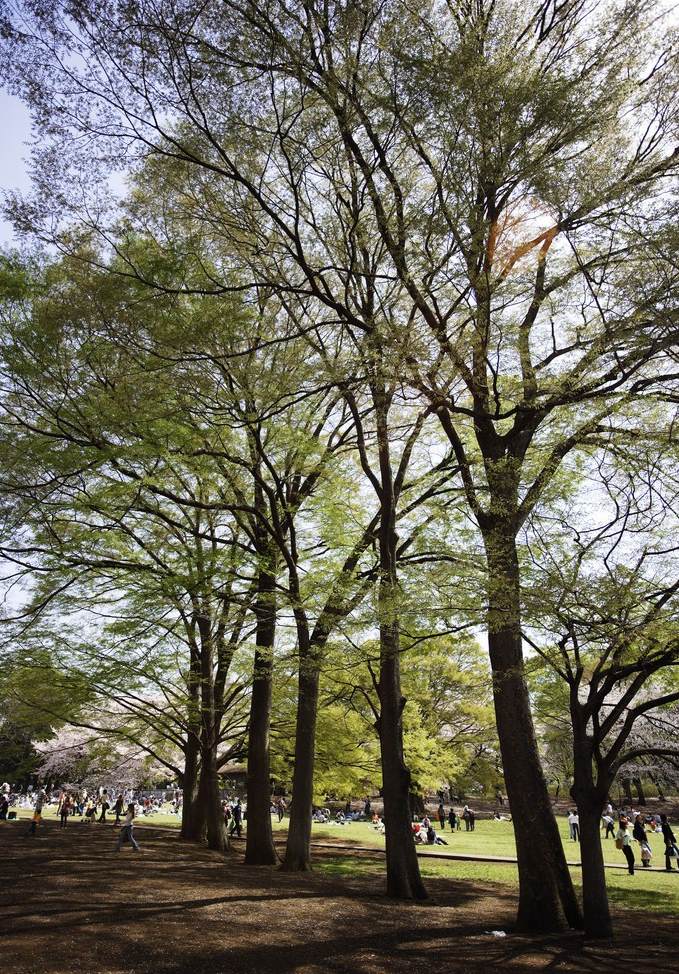 紫绒和羊绒有什么区别 羊绒衫是山羊绒好还是绵羊绒好