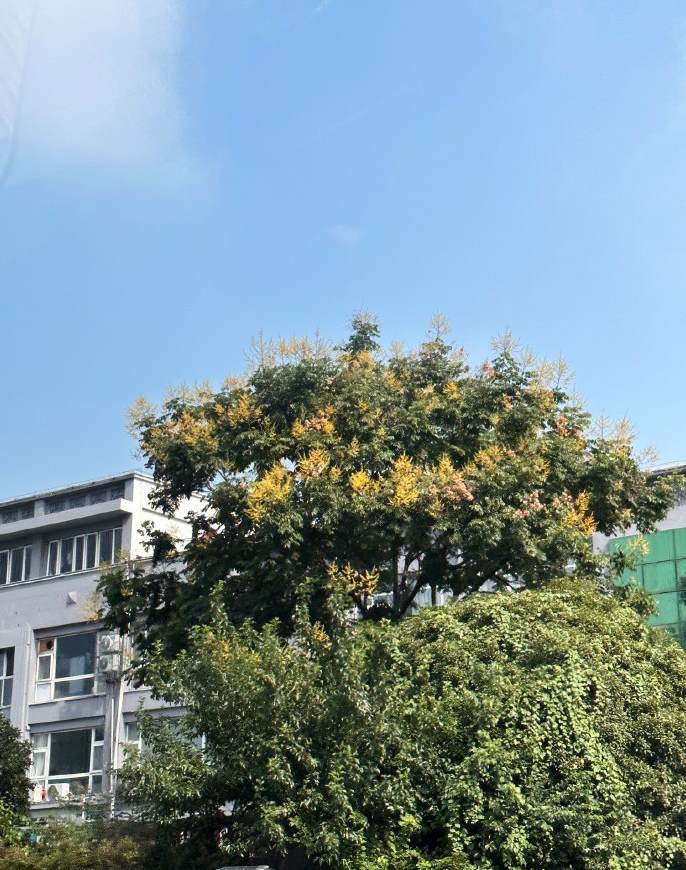 世界第二大花卉交易市场是什么 世界第二大花卉市场在哪里