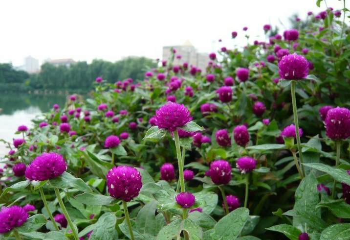 栀子花用什么盆养好 小盆栽栀子花怎么种
