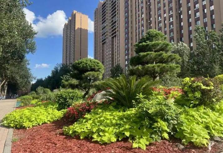 红须朱砂梅和骨里红梅的区别 朱砂梅中哪个最香最红