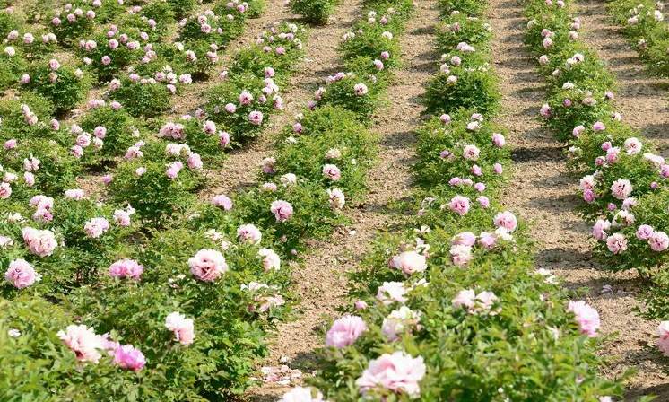20cm白蜡多少钱1株 白蜡价格表最新报价