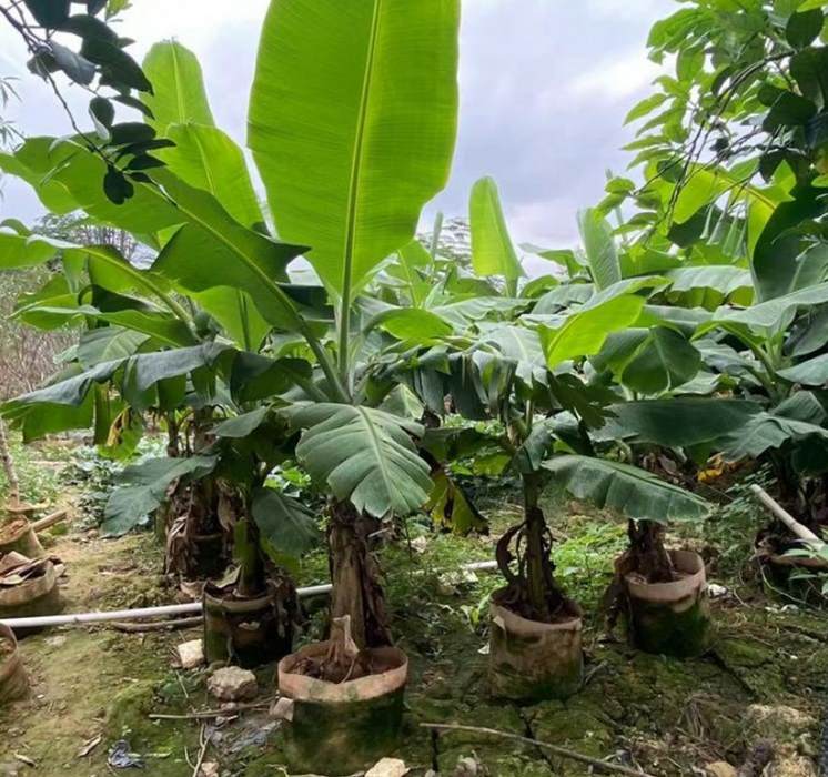 水里有什么植物 生长在水里的植物有哪些