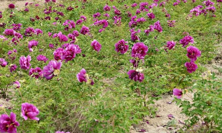 附近卖花草树木的市场 芳村花卉市场买花攻略