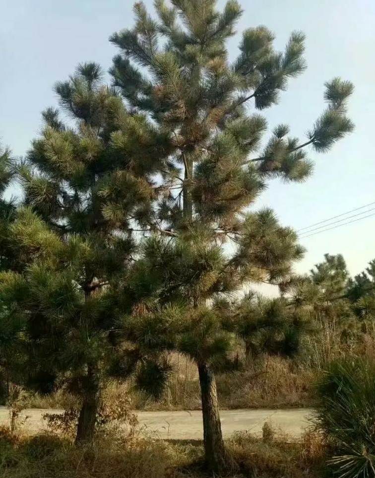 郑州东区陈寨花卉市场 陈寨花卉市场过年开吗
