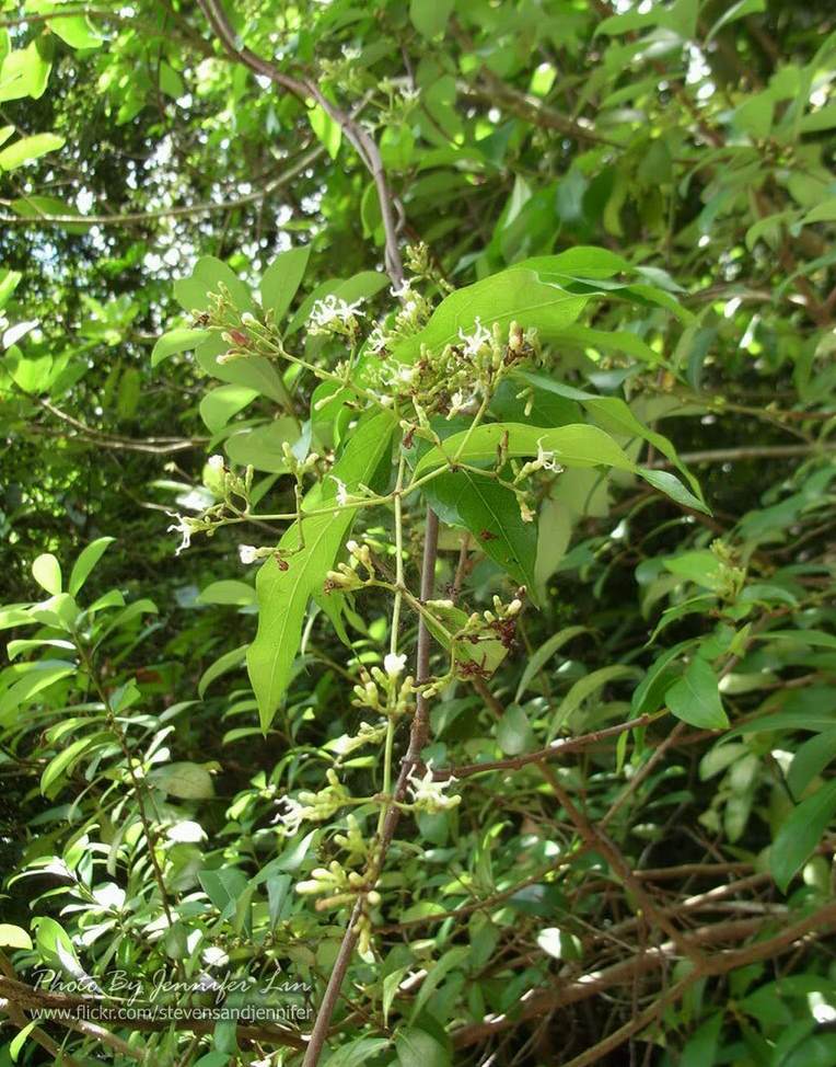 盆栽花的种类大全图片 家养花卉图片及名称大全