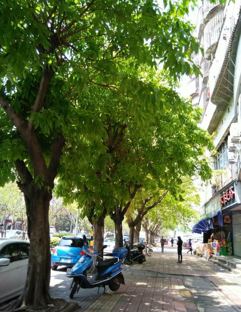 适合做盆景的果树 盆栽果树常用树种有哪些