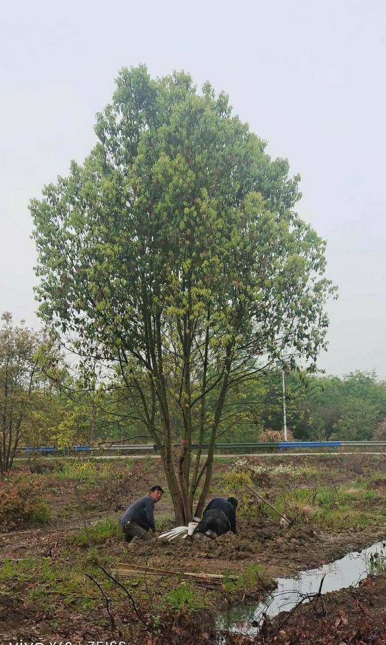 绿化工程是指什么等植物种植过程 谈绿化工程要注意哪些问题