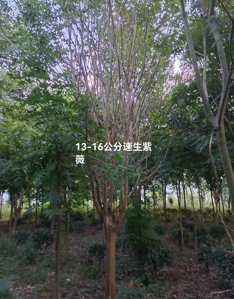 绿化工程验收都需要哪些资料 工程项目验收主要验收什么