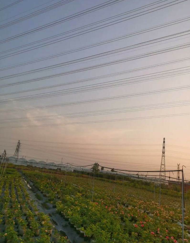 屋顶花园选择植物应具备哪些条件 屋顶花园怎么搭建不违章