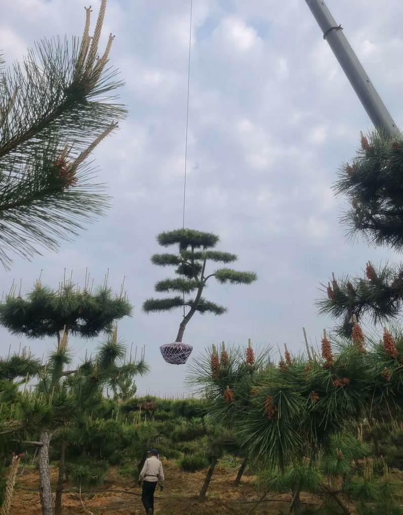 花卉的栽培技术与养护管理措施 宿根花卉的栽培要点