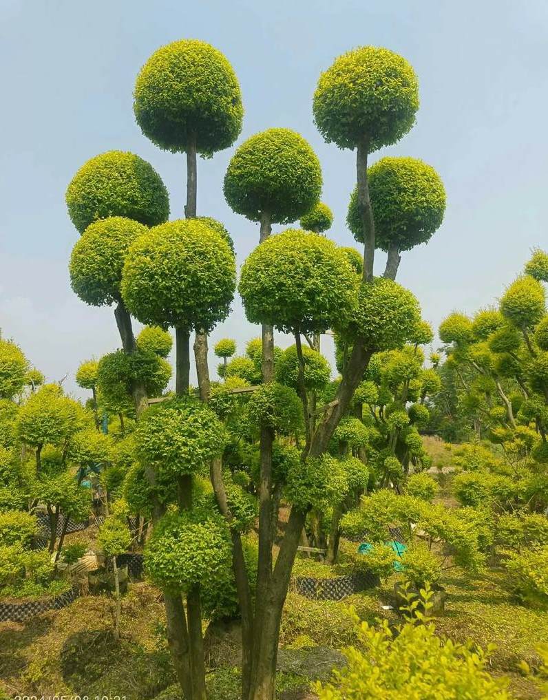 家庭种花需要用什么土壤 阳台种植南瓜土去年种过今年种行吗
