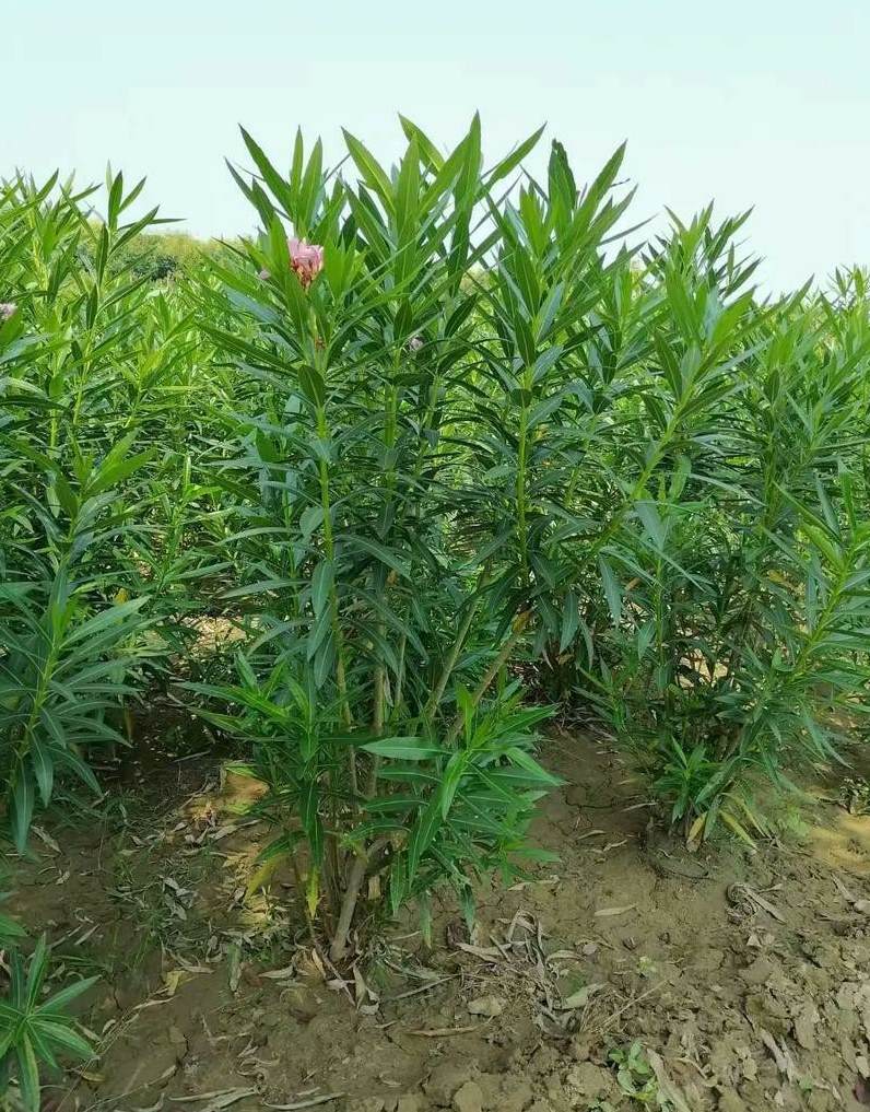 紫荆和巨紫荆的区别 巨紫荆是什么亚科