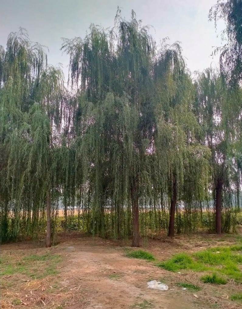锯棕榈和锯叶棕有什么区别 棕叶植物大全