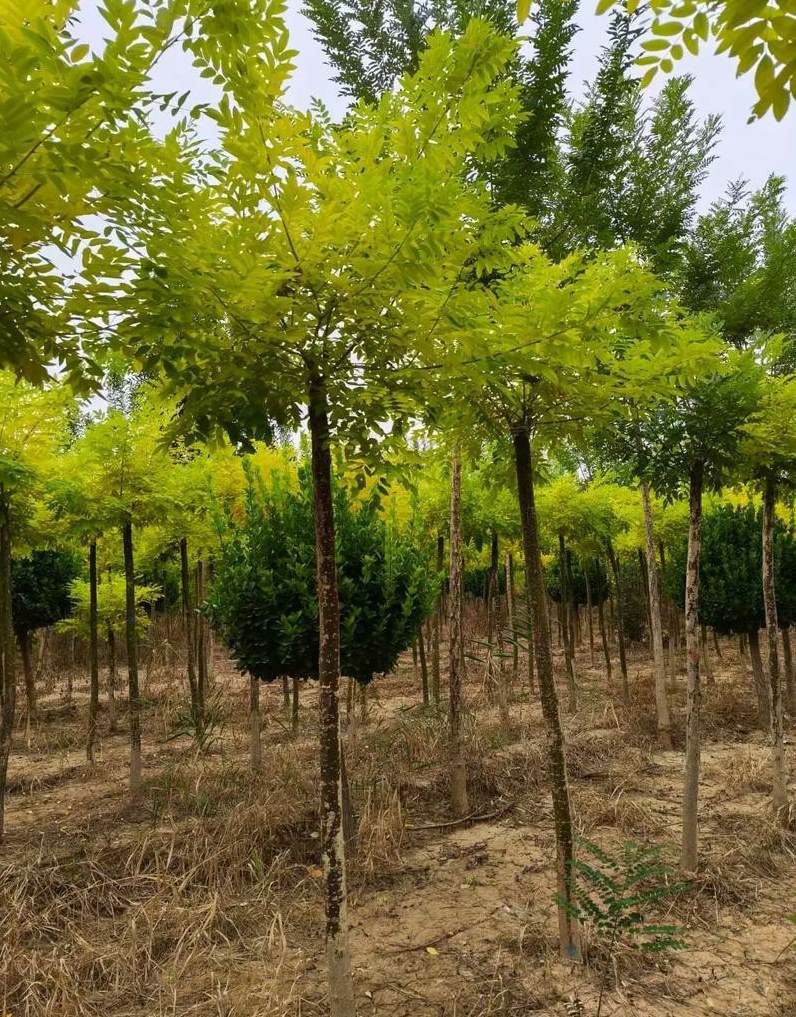 曹庄花卉市场营业时间 曹庄子花卉市场搬哪去了