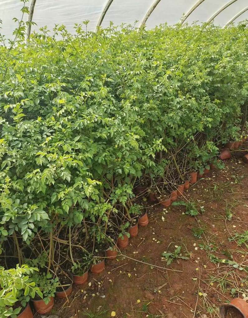 长寿花生腻虫用什么药 花长密虫子了用什么药