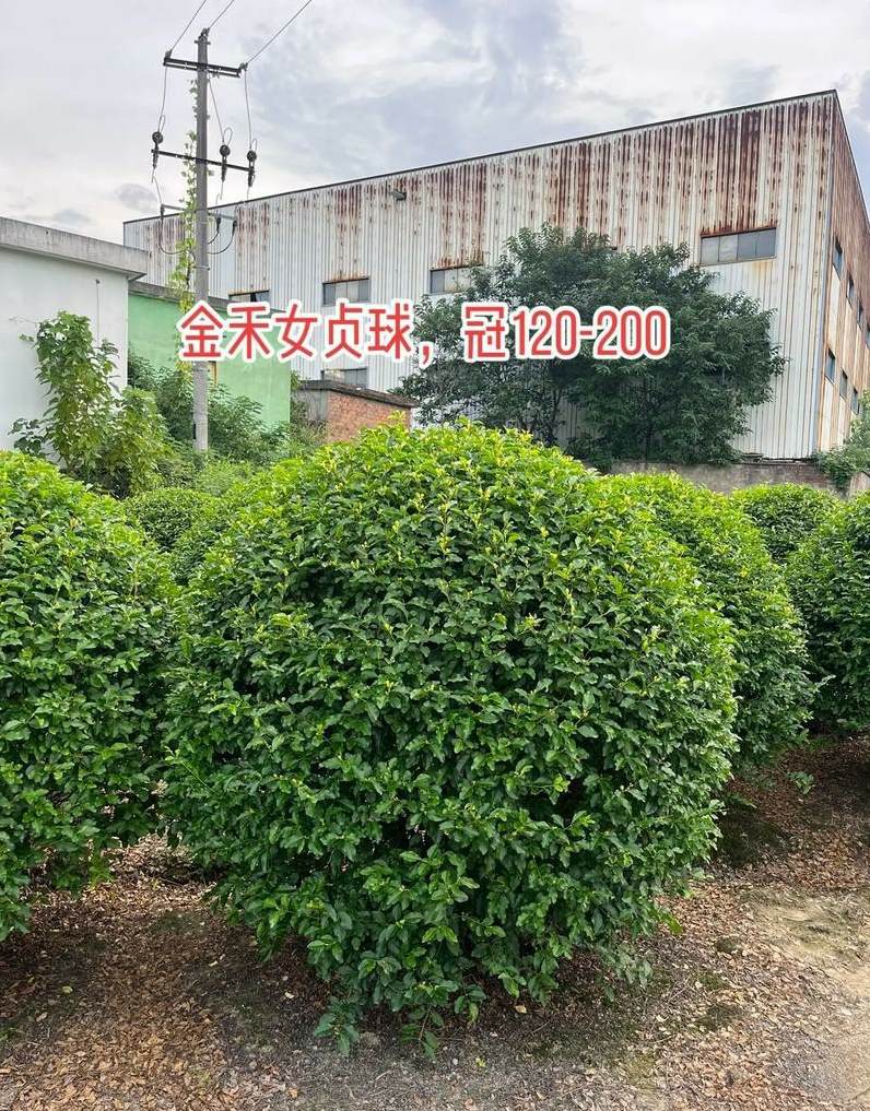绿化工需要做哪些工作 对园林工程的认识和看法