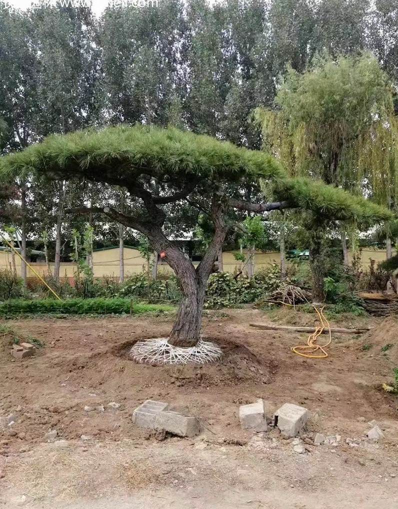 油菜什么时候种最合适 油松适合栽在什么地方