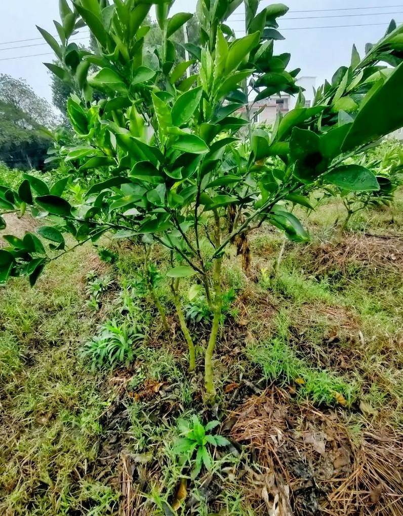 球类花卉都有哪些品种 绣球花的种植方法