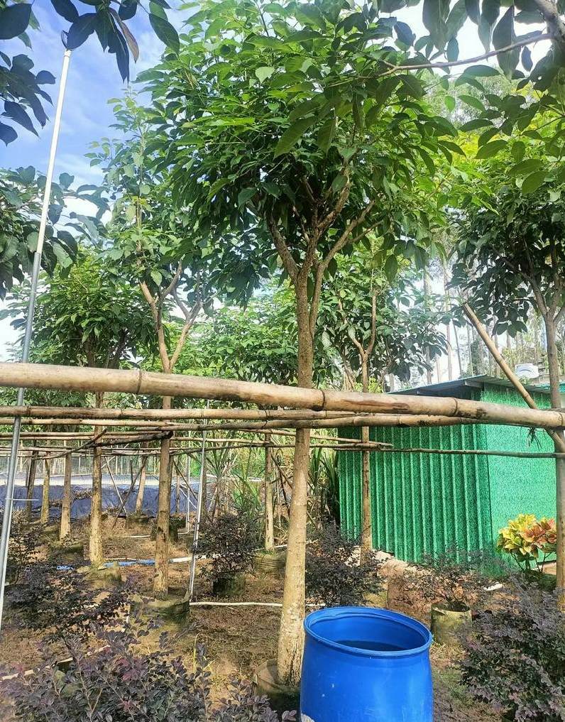 鲜花花筒怎么包装过程 鲜花包装纸一般在哪里可以买到