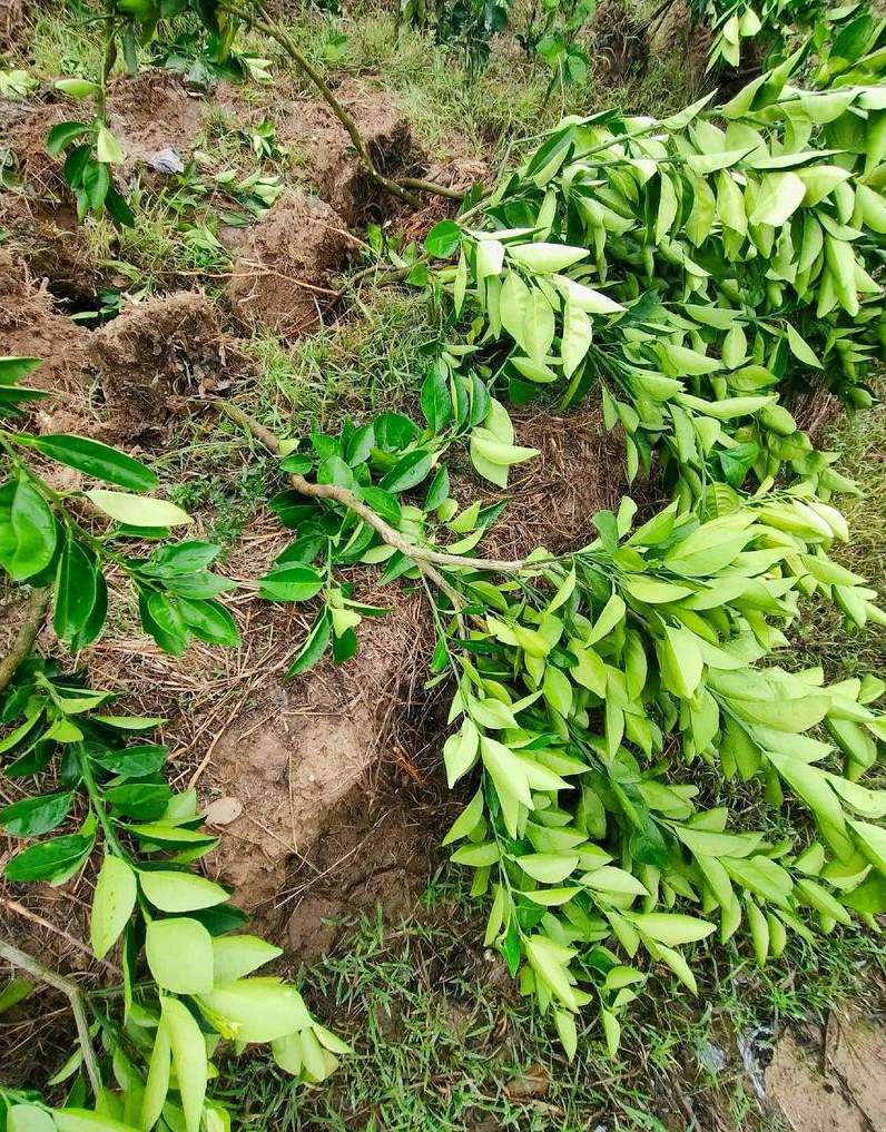 香樟花可以做什么 香樟树的6大厉害的作用