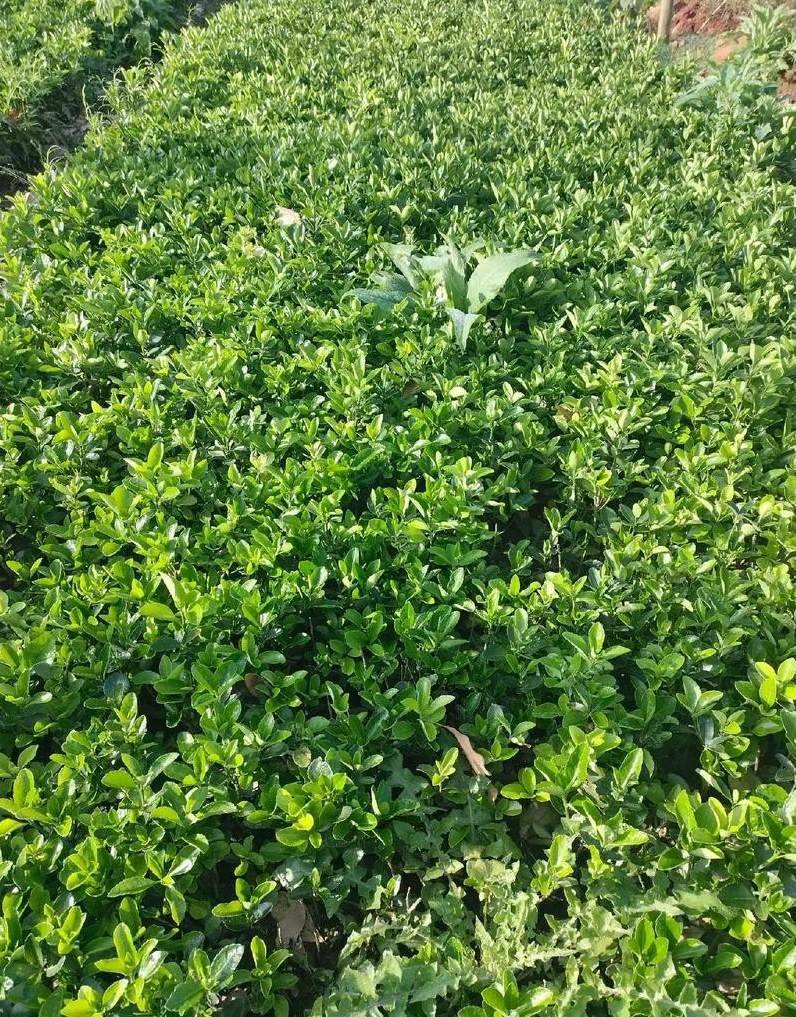 园林绿化草坪每平方价格多少 人工绿草坪的价格