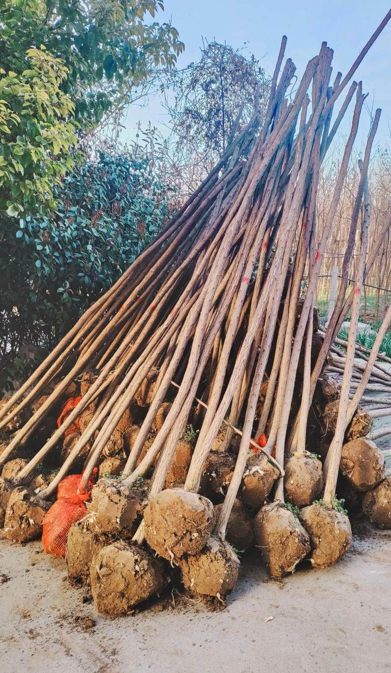 欧式园林风格特点 风景园林的概念