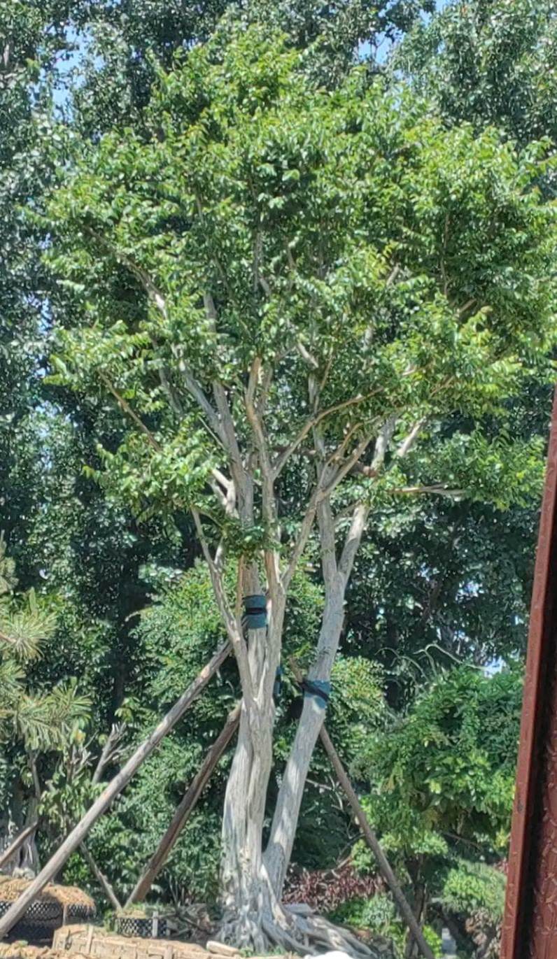 绿化常用什么苗木 绿化苗木有哪些品种