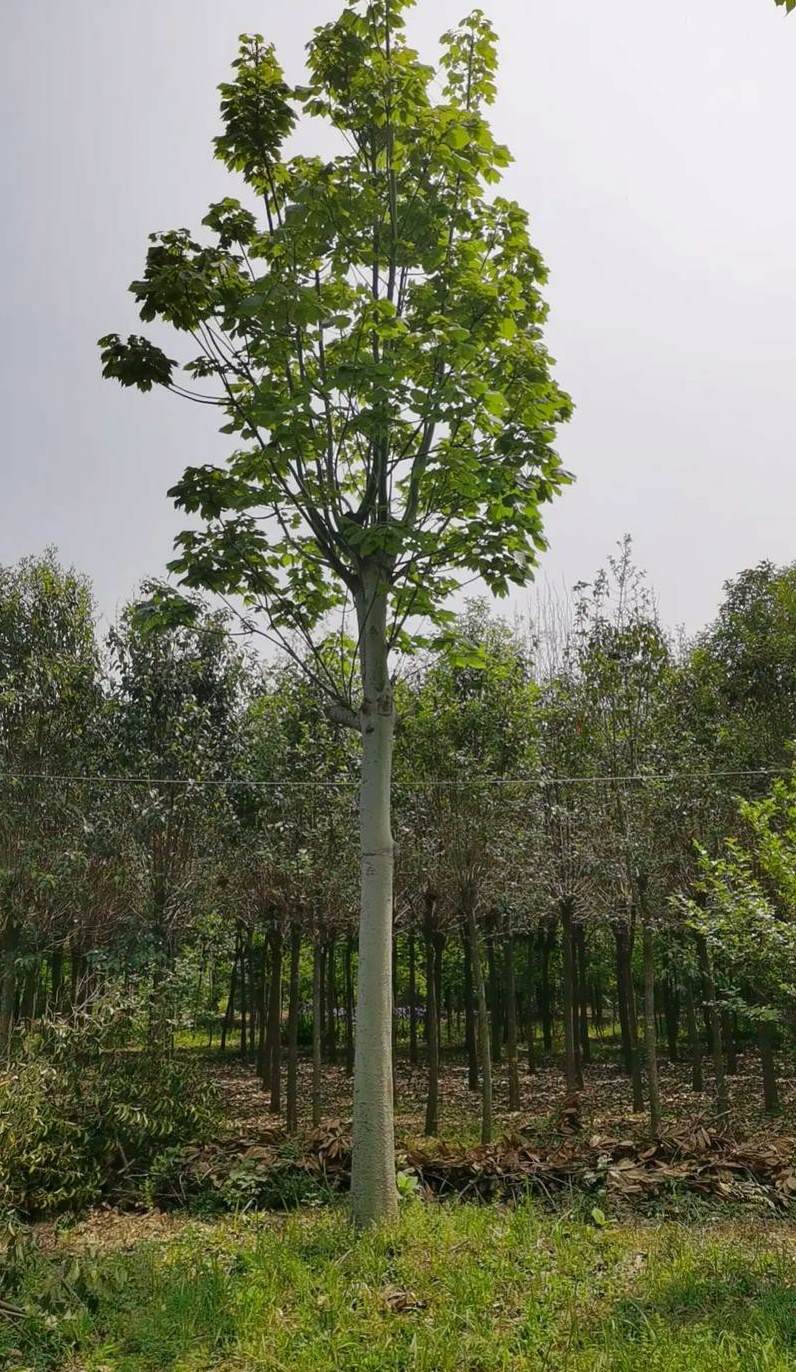 风景园林专业认知总结 植物识别心得体会500字