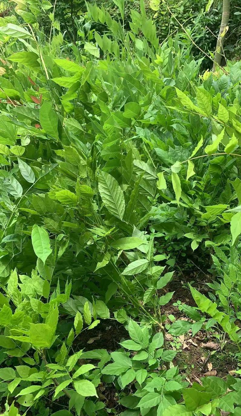 冬天适合种植什么农作物 什么植物旺财运