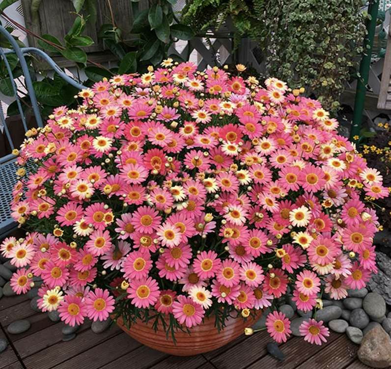 鹅卵石可以垫花盆底吗 花盆底部放陶粒和小石头区别