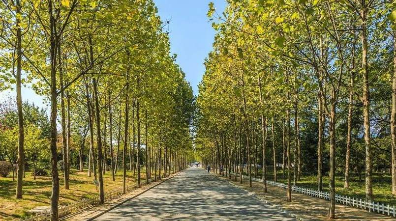 绿化养护的主要工作内容 绿化养护月度工作计划表