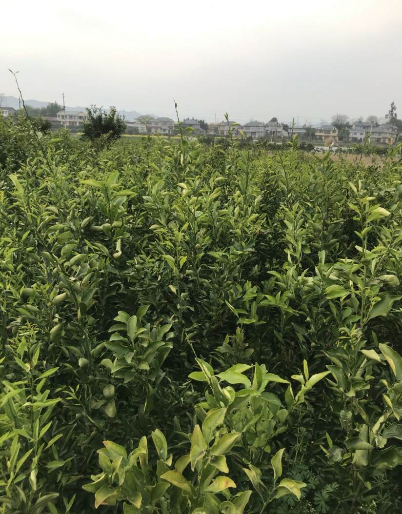 园林植物与观赏园艺学什么 园艺学科的基础学科有哪些