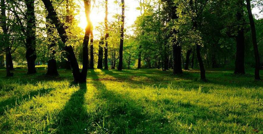 西双版纳水果种植基地 西双版纳专业修建树木